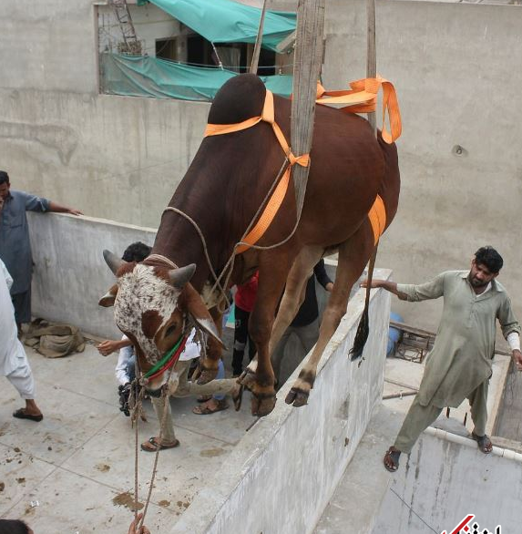 عکس گاو عید قربان