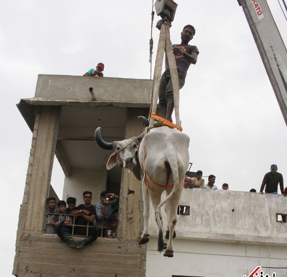 عکس گاو عید قربان