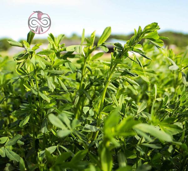 عکس یونجه سبز