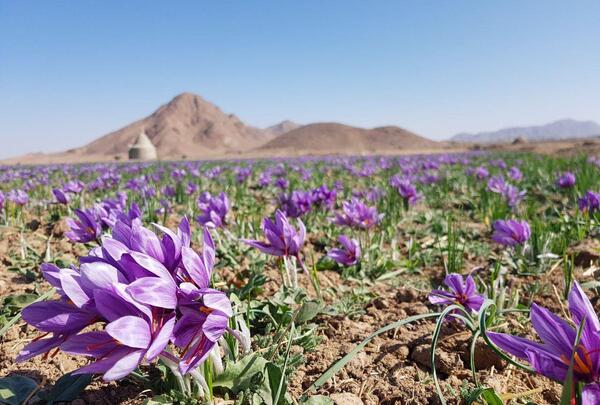 عکس زعفران بجستان