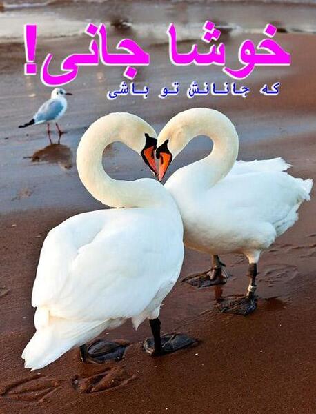 عکس رمانتیک قو