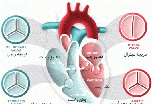 عکس دریچه قلب انسان