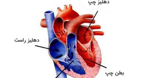 عکس دریچه قلب انسان
