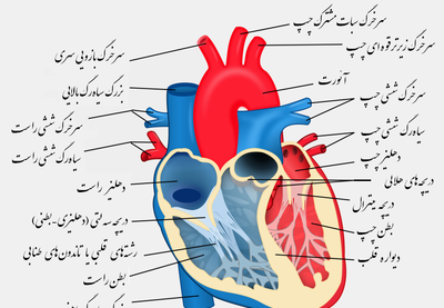 عکس دریچه قلب انسان