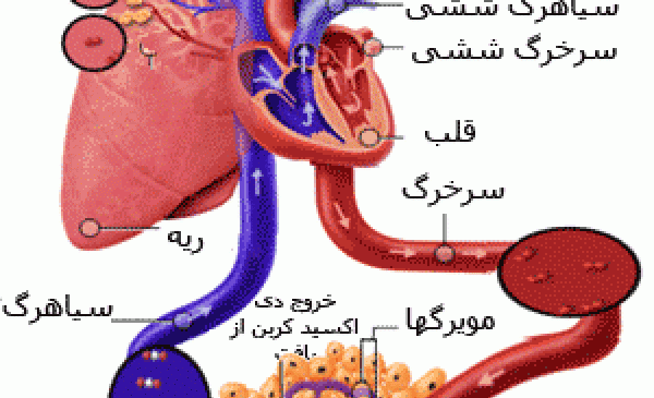 عکس دریچه قلب انسان