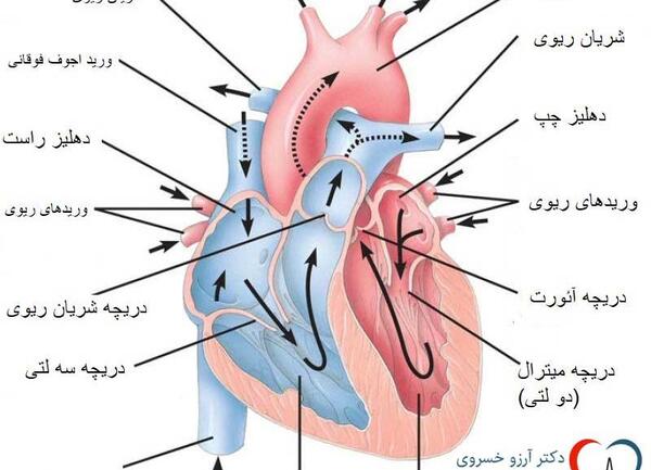 عکس دریچه قلب انسان