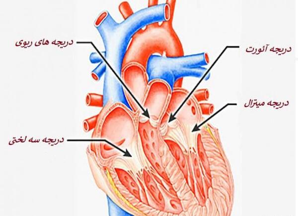 عکس دریچه قلب انسان