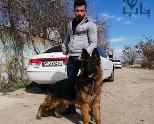 عکس سگ ژرمن بلک فیس