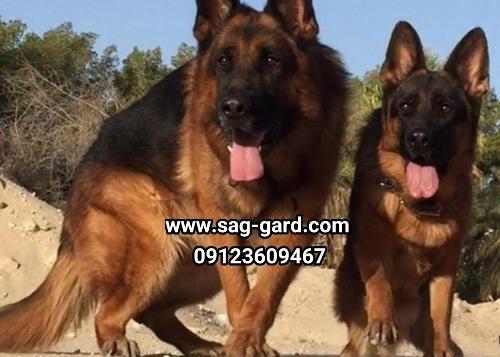 عکس سگ ژرمن بلک فیس