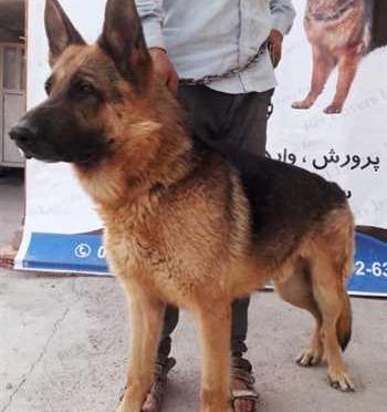 عکس سگ ژرمن بلک فیس
