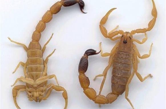 عکس سوسک و عقرب