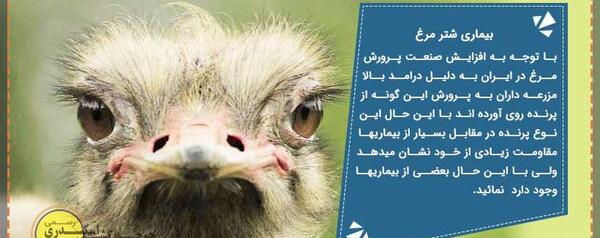 عکس قفس شترمرغ