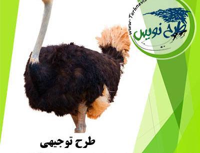 عکس قفس شترمرغ