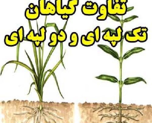 عکس گیاهان تک لپه ای و دولپه ای