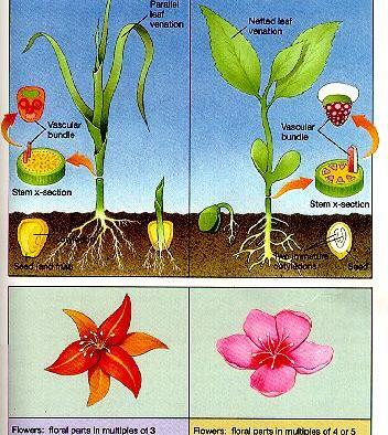 عکس گیاهان تک لپه ای و دولپه ای
