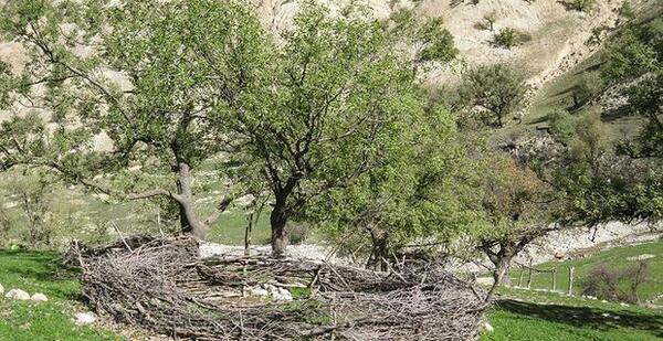 عکس روستا لندی