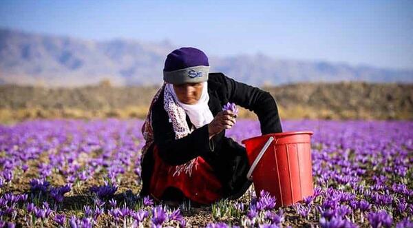 عکس زعفران ساده