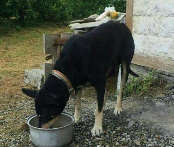 عکس سگ حبیب