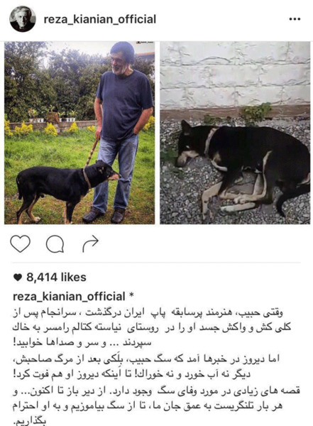 عکس سگ حبیب