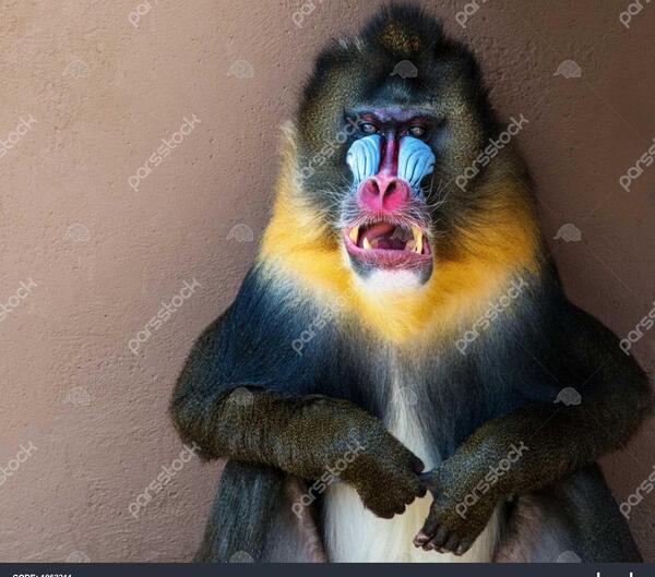 عکس گوریل زشت