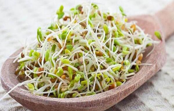 عکس کاشت عدس در گلدان