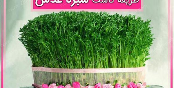 عکس کاشت عدس در گلدان