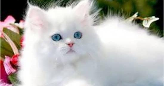 عکس گربه سفید ملوس