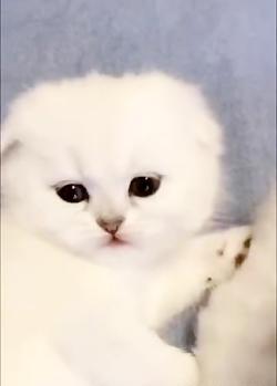 عکس گربه سفید ملوس