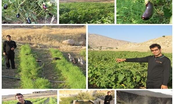 عکس کاشت داشت برداشت