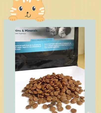 عکس غذای گربه