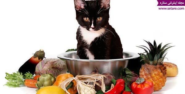 عکس غذای گربه
