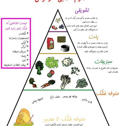 عکس غذای خرگوش