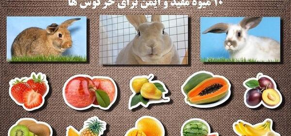 عکس غذای خرگوش