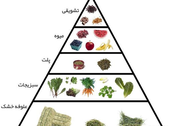 عکس غذای خرگوش