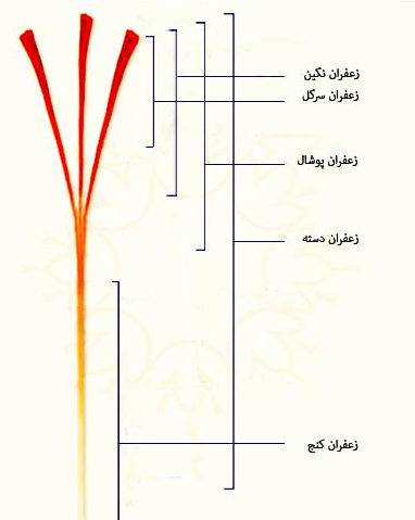 عکس زعفران اصل