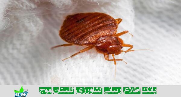عکس سوسک آبدزدک