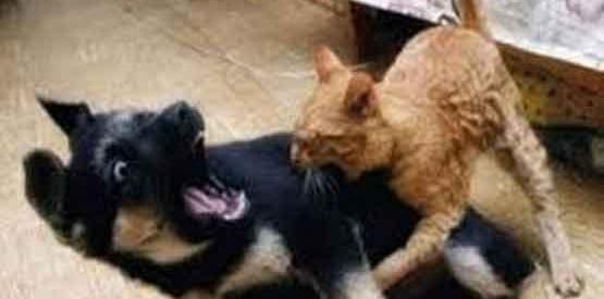 عکس گربه حمله