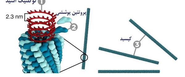 عکس ویروس موزاییک توتون
