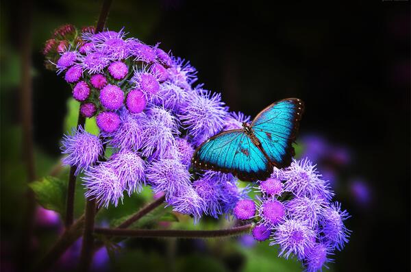 عکس گل جادویی