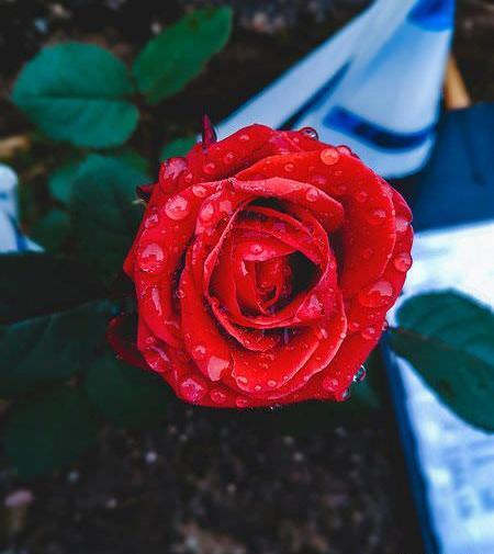 عکس گل جادویی