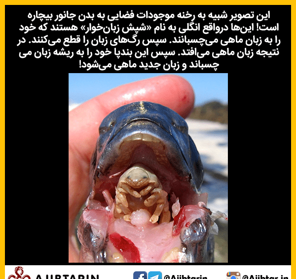 عکس شپش زبان خوار