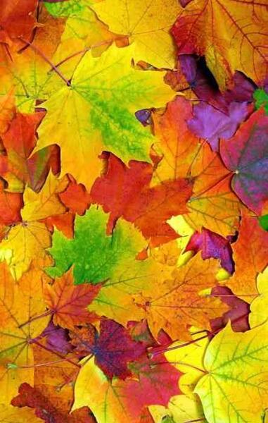 عکس گوشی برای پروفایل