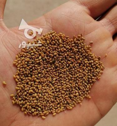 عکس بذر یونجه همدانی