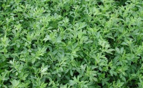 عکس بذر یونجه همدانی