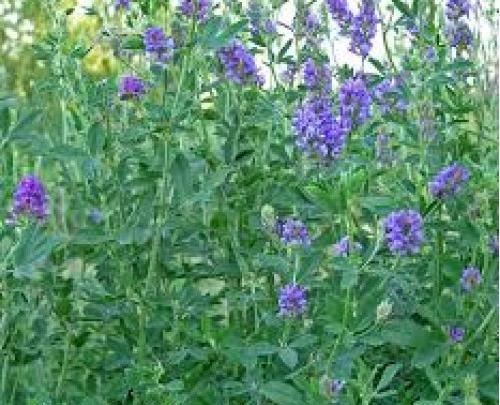عکس بذر یونجه همدانی