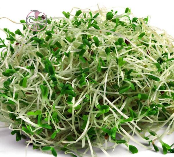 عکس بذر یونجه همدانی