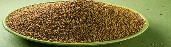 عکس بذر یونجه همدانی