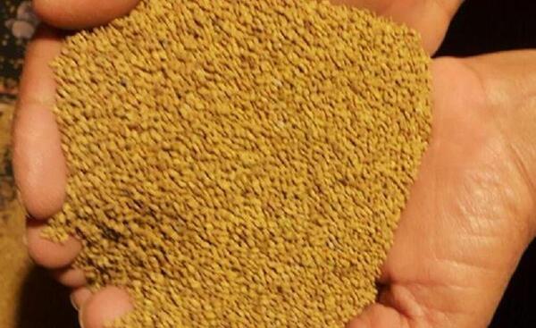 عکس بذر یونجه همدانی
