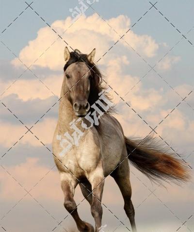 عکس اسب یال بلند