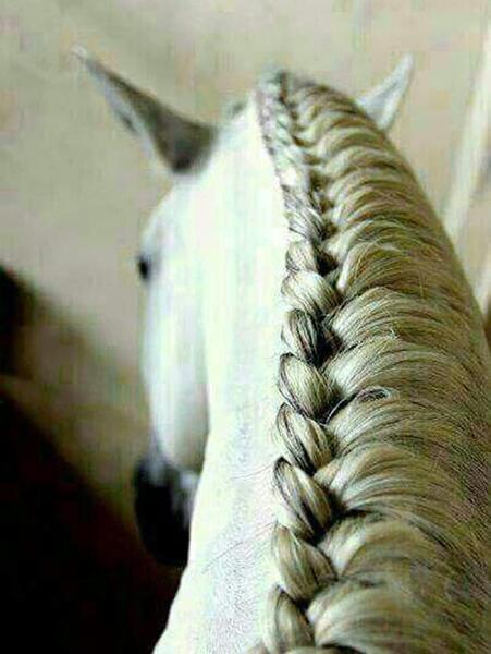 عکس اسب یال بلند